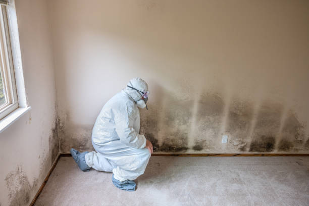 Best Mold Removal Company Near Me  in Lakeland Highlands, FL